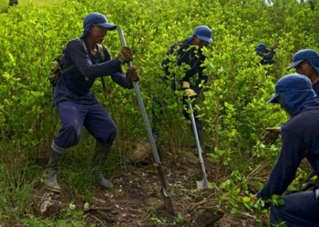 Conscriptos erradican sembradíos excedentarios de coca | Foto: ABI