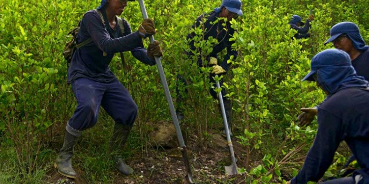 Conscriptos erradican sembradíos excedentarios de coca | Foto: ABI