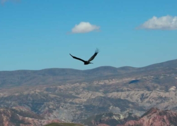 El cóndor Yaco retorna a los cielos tras recuperarse en el Bioparque Vesty Pakos | Foto: AMN