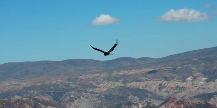 El cóndor Yaco retorna a los cielos tras recuperarse en el Bioparque Vesty Pakos | Foto: AMN