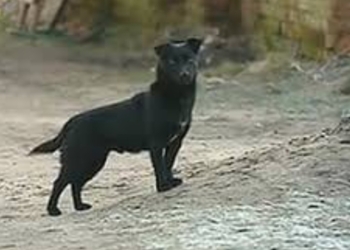 El perro actuó de forma defensiva, atacando al antisocial
