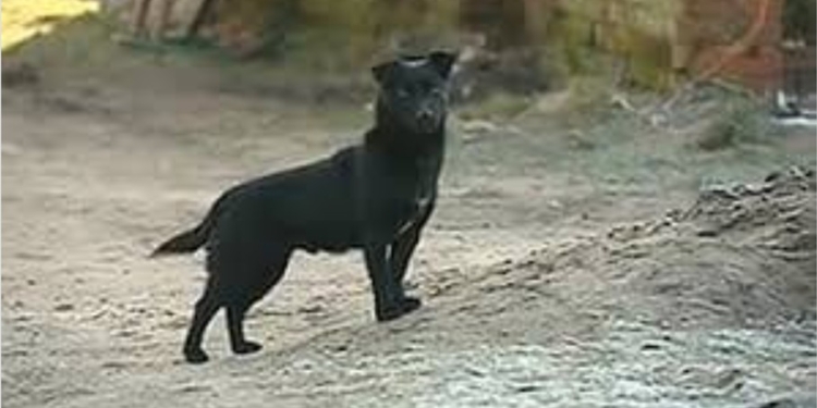 El perro actuó de forma defensiva, atacando al antisocial