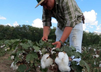 Productores de algodón sostienen que es posible ampliar su volumen de producción.