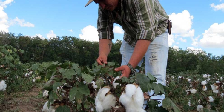 Productores de algodón sostienen que es posible ampliar su volumen de producción.