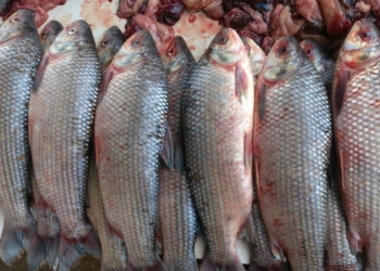 Inicio de veda: Prohibida la venta, traslado y consumo de pescado tarijeño