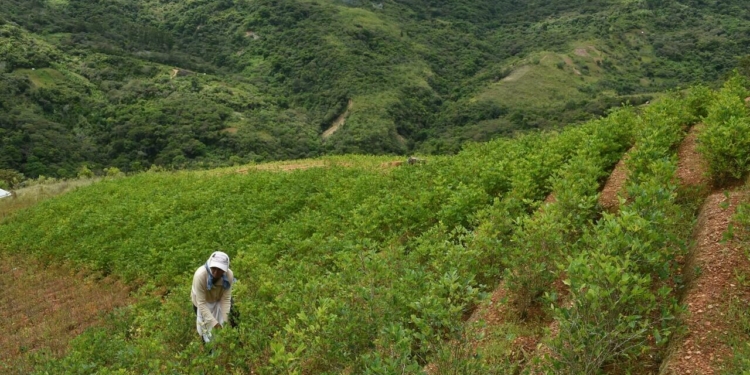 Una mujer trabaja en una cosecha de hoja de coca en Cruz Loma, La Paz, Bolivia, el 4 de diciembre de 2019. © AFP/Aizar Raldes