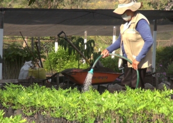 Gobierno municipal trabaja por el embellecimiento de las áreas verdes de Yacuiba