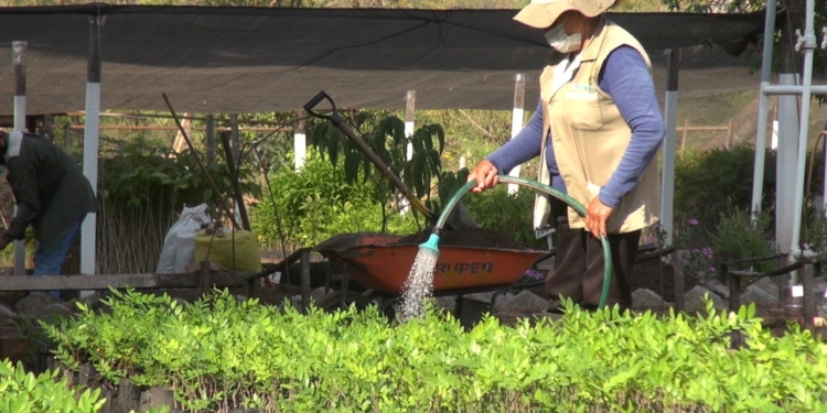 Gobierno municipal trabaja por el embellecimiento de las áreas verdes de Yacuiba