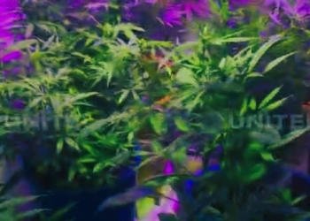 FELCN halla invernadero de marihuana en Senkata ciudad de El Alto