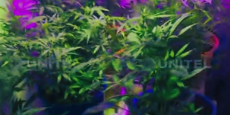 FELCN halla invernadero de marihuana en Senkata ciudad de El Alto