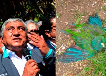 Iván Arias enfrentará proceso penal por “biocidio y negligencia” por la muerte de 88 animales silvestres