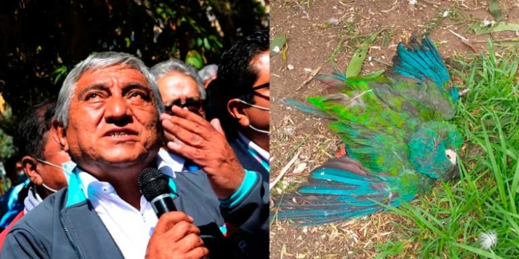 Iván Arias enfrentará proceso penal por “biocidio y negligencia” por la muerte de 88 animales silvestres