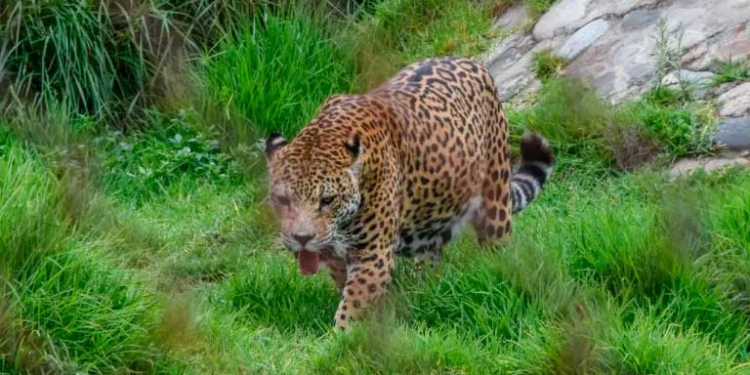 Mala organización e improvisación frenaron el manejo del Bioparque Municipal Vesty Pakos