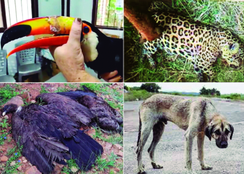 Los animales continúan desprotegidos, las normas no son efectivas frente al maltrato humano. | Foto: El Diario