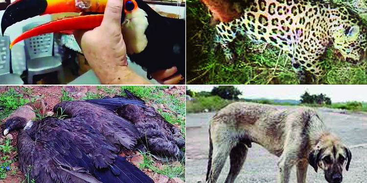 Los animales continúan desprotegidos, las normas no son efectivas frente al maltrato humano. | Foto: El Diario
