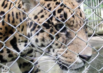 Revelan que los jaguares Erasmo y Aníbal sufrieron por falta de atención y maltrato hasta fallecer