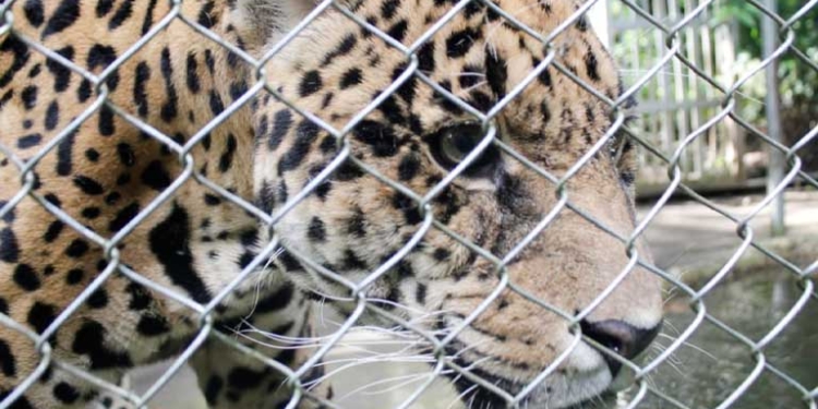 Revelan que los jaguares Erasmo y Aníbal sufrieron por falta de atención y maltrato hasta fallecer