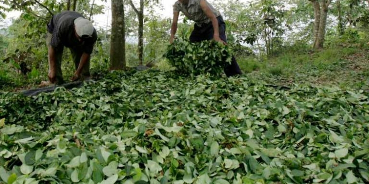Plantación de coca en Perú.
MARIANA BAZO (REUTERS)