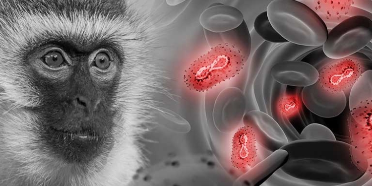 Bolivia confirma dos nuevos pacientes con viruela del mono