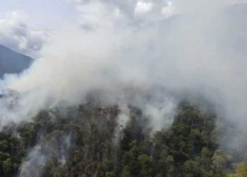 Los incendios se registraron en cinco municipios de Nor y Sud Yungas. Foto: Noticias El Defensor Social