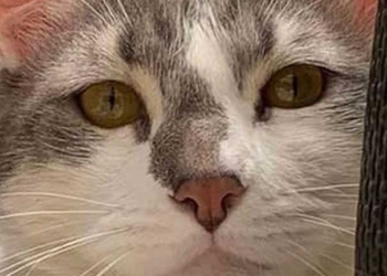 El gato Tito está desaparecido desde diciembre.