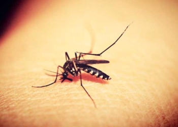 Mosquito (Aedes Aegypti) principal transmisor de enfermedades como el dengue, chikungunya, zika y fiebre amarilla./ PIXABAY