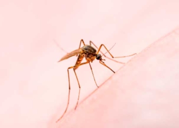 Implementarán proyecto innovador para prevenir la leishmaniasis en canes del Chaco boliviano