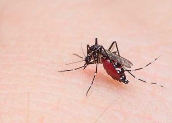 Mosquito aedes hembra, dengue | Internet