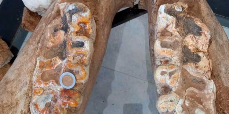 Descubren nueva mandíbula de mastodonte en Mojocoya, revelando más sobre la vida prehistórica