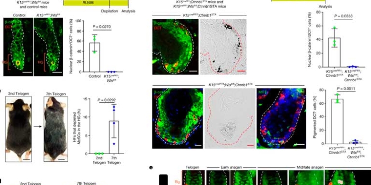 Nuevo estudio revela sorprendentes hallazgos sobre las canas y su origen