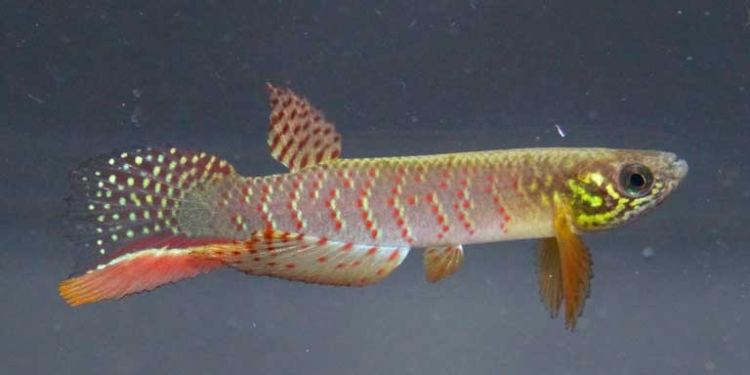 El Moema juanderibaensis mide unos cinco centímetros y es de color plomo verdoso con puntos de colores (EFE)