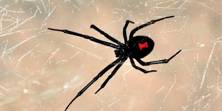 La araña viuda negra (Latrodectus) es un arácnido notorio identificado por la marca de color en forma de reloj de arena en su abdomen. Se encuentran en regiones templadas de todo el mundo.
