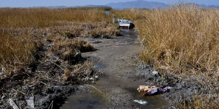 Imagen del lago Titicaca, compartido por Bolivia y Perú, con su nivel de agua en mínimos históricos debido al cambio climático y una severa sequía. Fotografía tomada en la comunidad de Huatajata, en el Altiplano boliviano el 9 de agosto de 2023. © AFP/Aizar Raldes