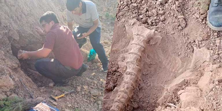 Descubren fascinante fósil de perezoso del pleistoceno en el municipio de Mojocoya