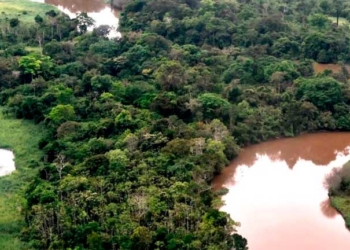 Reserva Nacional de Vida Silvestre Amazónica Manuripi.  | Foto: Sernap