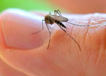 Las enfermedades tropicales pueden ser transmitidas al hombre por insectos portadores de virus, bacterias y parásitos.