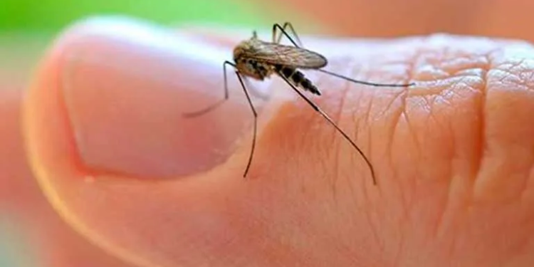 Las enfermedades tropicales pueden ser transmitidas al hombre por insectos portadores de virus, bacterias y parásitos.