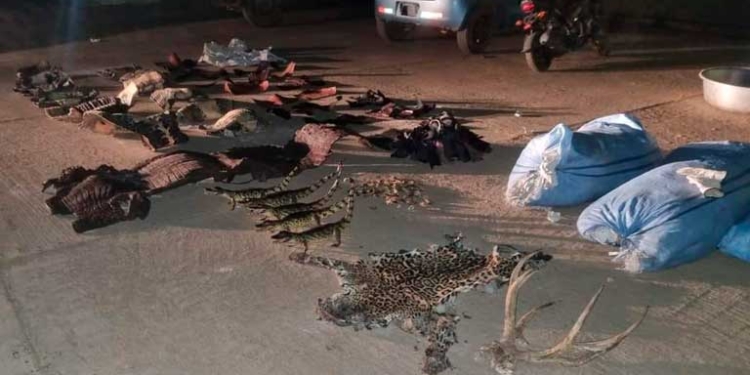 Narcos trafican marihuana oculta en cuero de animales silvestres en Trinidad