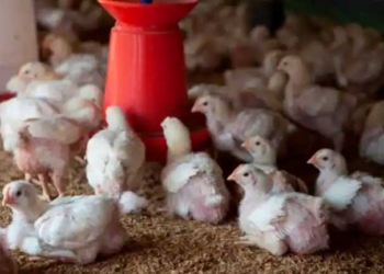 Crisis de dólares afecta a productores avícolas de Cochabamba