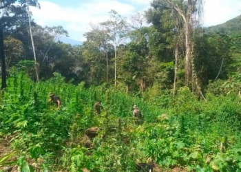 Umopar Ixiamas intervino un predio en la comunidad San Miguel del municipio de Inquisivi en el departamento de La Paz