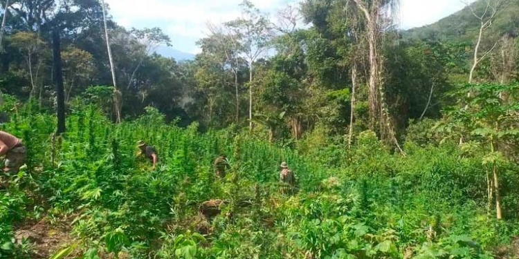 Umopar Ixiamas intervino un predio en la comunidad San Miguel del municipio de Inquisivi en el departamento de La Paz