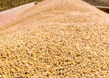 Productores de soya en Bolivia reducirán siembra ante caída de precios internacionales