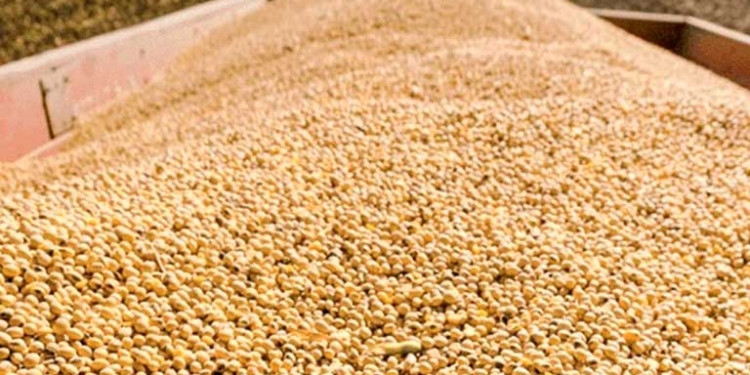 Productores de soya en Bolivia reducirán siembra ante caída de precios internacionales