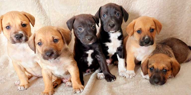 Mascotas felices: consejos claves para el cuidado de los animales en casa