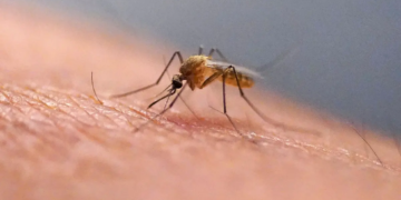 Mosquito Tigre, (AP Foto/Rick Bowmer)