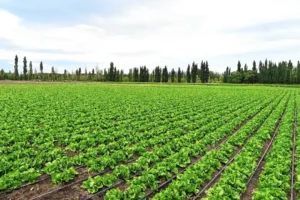 Orgullo boliviano que alimenta la Patagonia Argentina