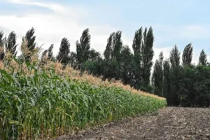 Orgullo boliviano que alimenta la Patagonia Argentina