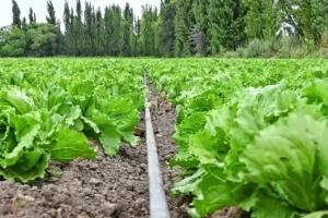Orgullo boliviano que alimenta la Patagonia Argentina