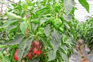 Orgullo boliviano que alimenta la Patagonia Argentina