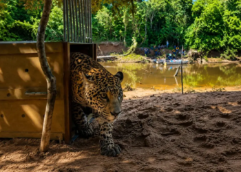Yaguara, una joven jaguar rescatada durante los incendios forestales de 2024, volvió finalmente a la libertad